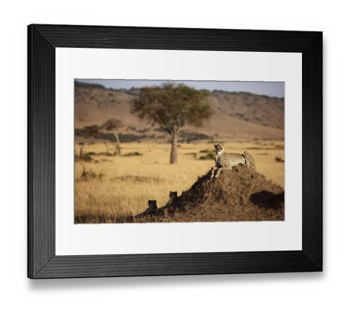 Framed Print : Adult Animal, Alertness, Animal Themes, Animal life, Animals In The Wild, Carnivorous Framed Print : Adult Animal, Alertness, Animal Themes, Animal life, Animals In The Wild, Carnivorous