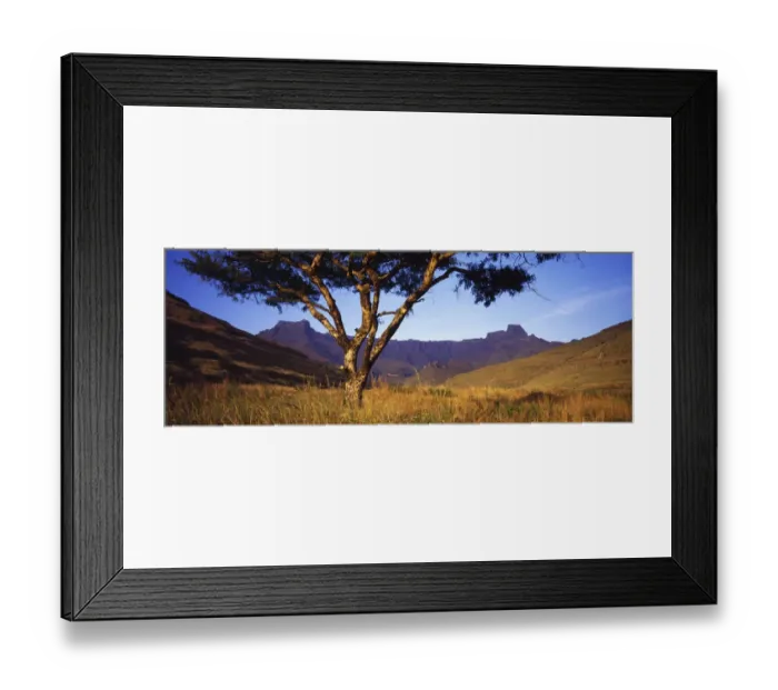 Framed Print : No People, Color Image, Day, Beauty in Nature, Tree, Acacia, Wide Open Spaces, Mountains Framed Print : No People, Color Image, Day, Beauty in Nature, Tree, Acacia, Wide Open Spaces, Mountains
