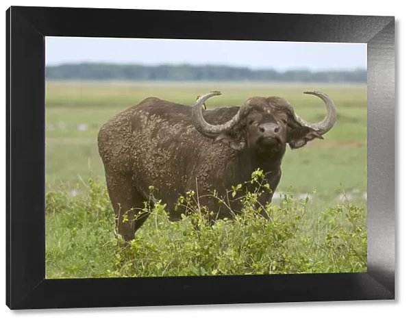 Adult Animal, Animal Nose, Brown, Cape Buffalo, Field, Focus On Foreground, Forest