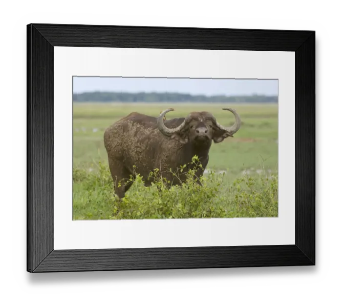 Framed Print : Adult Animal, Animal Nose, Brown, Cape Buffalo, Field, Focus On Foreground, Forest Framed Print : Adult Animal, Animal Nose, Brown, Cape Buffalo, Field, Focus On Foreground, Forest