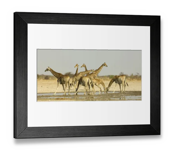Framed Print : Animal Themes, Animal life, Animals In The Wild, Bush, Drinking, Fauna, Forest, Herd Framed Print : Animal Themes, Animal life, Animals In The Wild, Bush, Drinking, Fauna, Forest, Herd