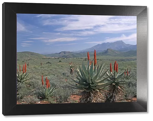 Aloe, Arid Climate, Arid Landscape, Cloud, Desert, Desert Plant, Leaf, Little Karoo