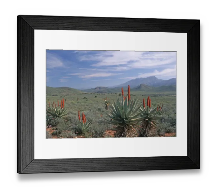 Framed Print : Aloe, Arid Climate, Arid Landscape, Cloud, Desert, Desert Plant, Leaf, Little Karoo Framed Print : Aloe, Arid Climate, Arid Landscape, Cloud, Desert, Desert Plant, Leaf, Little Karoo