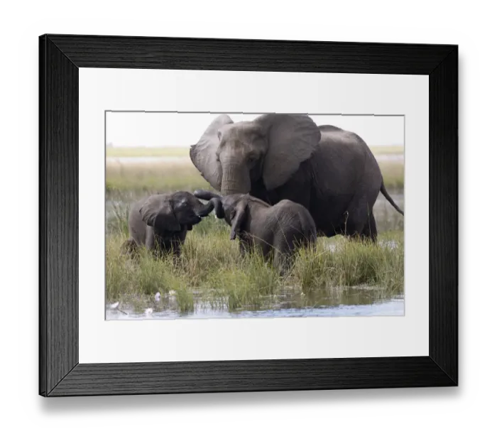 Framed Print : Adult Animal, African Elephant, Animal life, Animals In The Wild, Care, Chobe, Elephant Framed Print : Adult Animal, African Elephant, Animal life, Animals In The Wild, Care, Chobe, Elephant