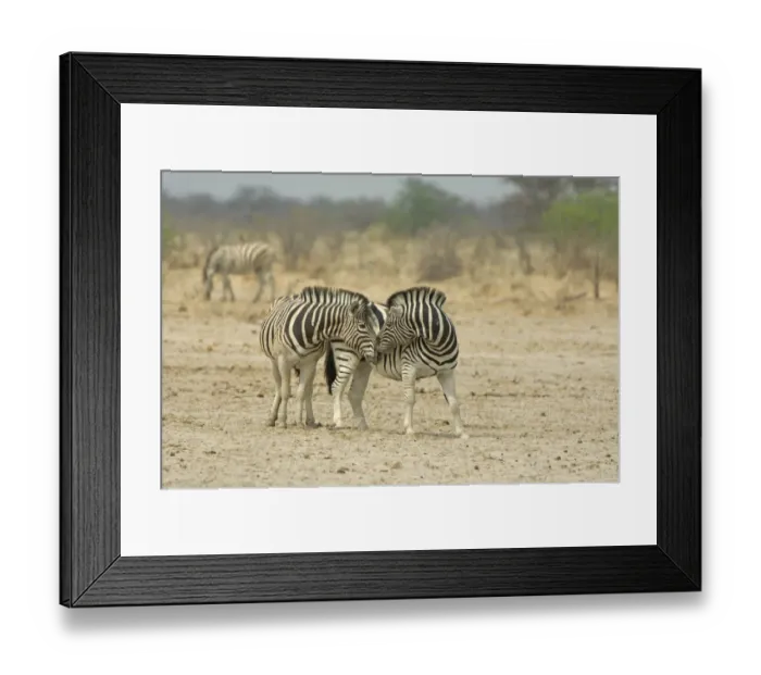 Framed Print : African Animal, Animal Nose, Animal Themes, Animal life, Bush, Dust, Fauna, Field Framed Print : African Animal, Animal Nose, Animal Themes, Animal life, Bush, Dust, Fauna, Field