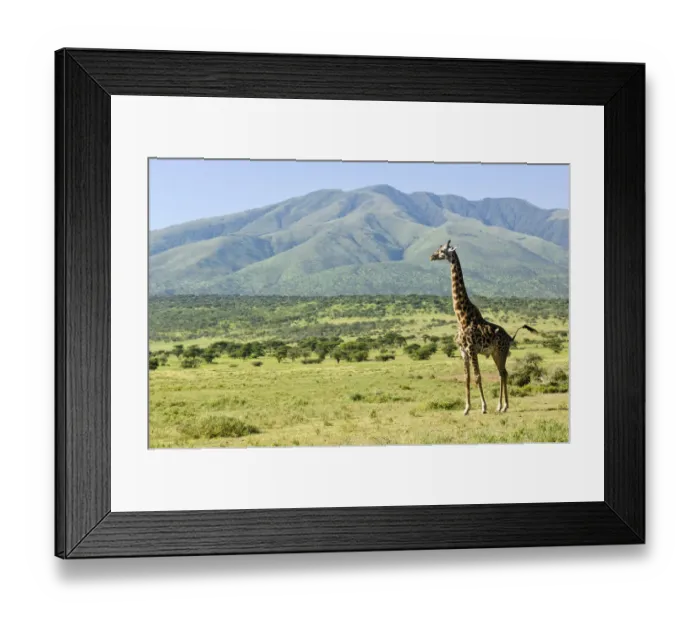 Framed Print : Alertness, Animal Themes, Animal life, Animals In The Wild, Fauna, Field, Full Length