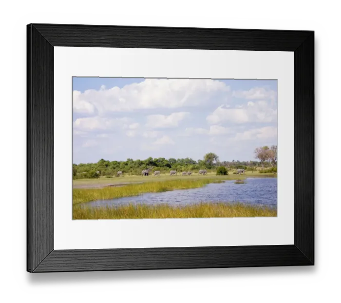 Framed Print : African Elephant, Animal Themes, Animal life, Animals In The Wild, Cloud, Fauna, Grass Framed Print : African Elephant, Animal Themes, Animal life, Animals In The Wild, Cloud, Fauna, Grass