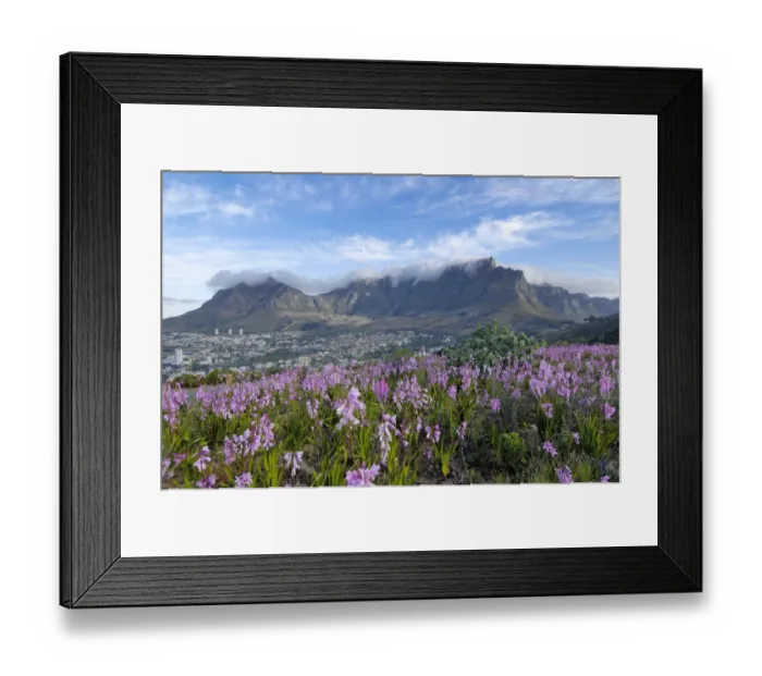 Framed Print : Botany, Cape Town, Capital Cities, Cloud, Field, Flora, Flower, Fog, Fragility, Freshness Framed Print : Botany, Cape Town, Capital Cities, Cloud, Field, Flora, Flower, Fog, Fragility, Freshness