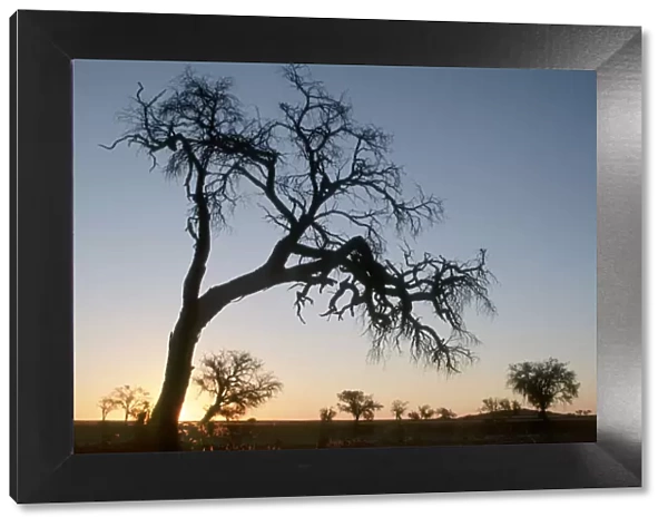 Acacia Tree, Color Image, Dusk, Evening, Horizon Over Land, Horizontal, Landscape