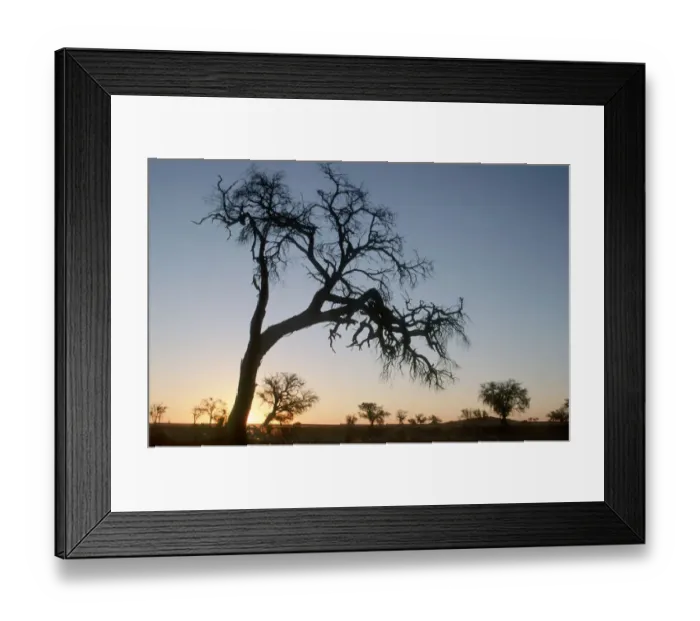 Framed Print : Acacia Tree, Color Image, Dusk, Evening, Horizon Over Land, Horizontal, Landscape Framed Print : Acacia Tree, Color Image, Dusk, Evening, Horizon Over Land, Horizontal, Landscape