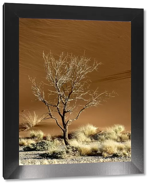 Acacia Tree, Arid Climate, Arid Landscape, Desert, Extreme Terrain, Generic Location
