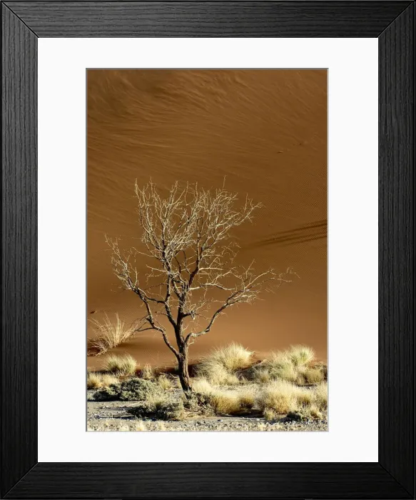 Framed Print : Acacia Tree, Arid Climate, Arid Landscape, Desert, Extreme Terrain, Generic Location Framed Print : Acacia Tree, Arid Climate, Arid Landscape, Desert, Extreme Terrain, Generic Location
