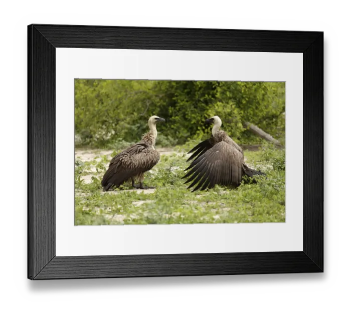 Framed Print : Animal Themes, Animals In The Wild, Avian, Beak, Bird, Bird Of Prey, Carnivorous Framed Print : Animal Themes, Animals In The Wild, Avian, Beak, Bird, Bird Of Prey, Carnivorous