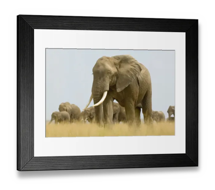 Framed Print : African Elephant, Amboseli National Park, Animal Themes, Animal life, Animals In The Wild Framed Print : African Elephant, Amboseli National Park, Animal Themes, Animal life, Animals In The Wild