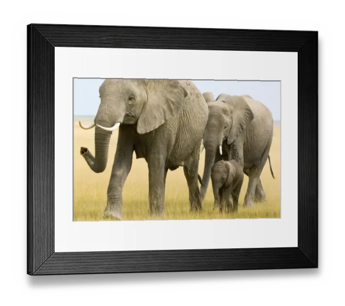 Framed Print : An elephant (Loxodonta) cow and her offspring approach across open grassland, Amboseli National Park, Kenya Framed Print : An elephant (Loxodonta) cow and her offspring approach across open grassland, Amboseli National Park, Kenya