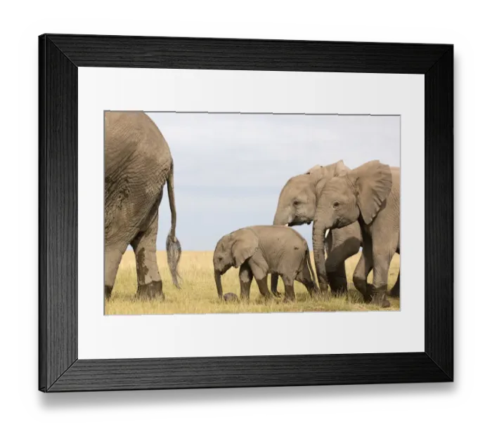 Framed Print : African Elephant, Amboseli National Park, Animal Themes, Animal life, Animals In The Wild