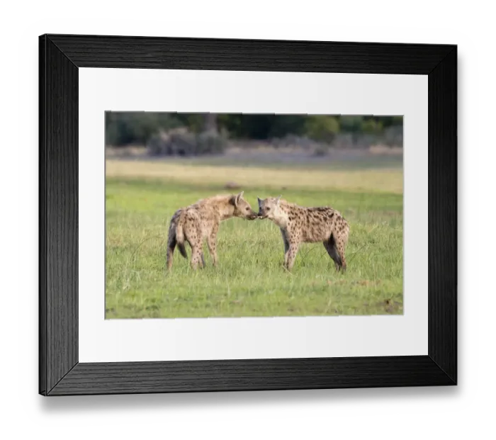 Framed Print : Adult Animal, African Animal, Agility, Alertness, Animal Behavior, Animal Themes Framed Print : Adult Animal, African Animal, Agility, Alertness, Animal Behavior, Animal Themes