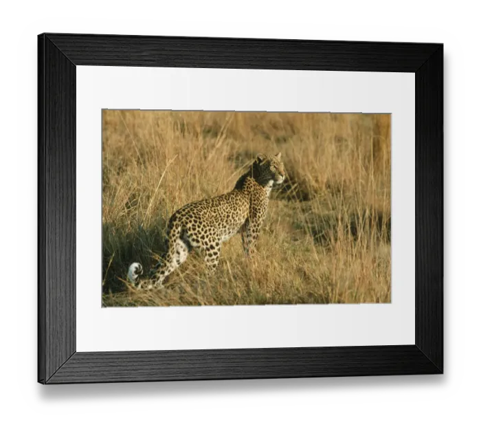 Framed Print : Adult Animal, Animal Themes, Animal life, Animals In The Wild, Endangered Species Framed Print : Adult Animal, Animal Themes, Animal life, Animals In The Wild, Endangered Species