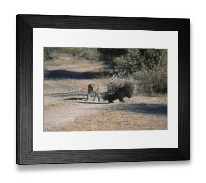 Framed Print : Adult Animal, Alertness, Animal Behavior, Animal Themes, Animal life, Animals In The Wild Framed Print : Adult Animal, Alertness, Animal Behavior, Animal Themes, Animal life, Animals In The Wild