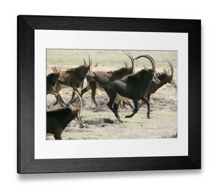 Framed Print : Adult Animal, Animal Behavior, Animal Themes, Animal life, Animals In The Wild, Antelope Framed Print : Adult Animal, Animal Behavior, Animal Themes, Animal life, Animals In The Wild, Antelope