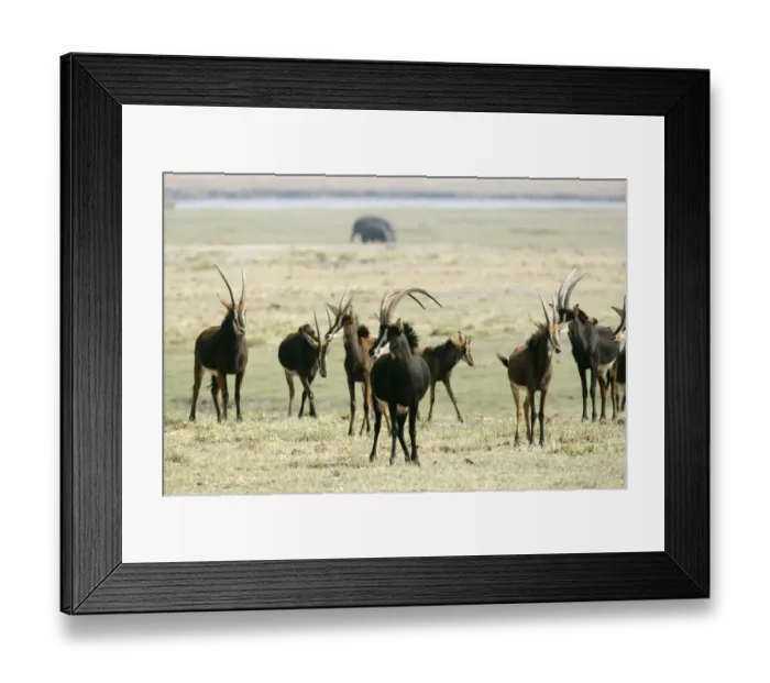 Framed Print : Adult Animal, African Animal, Animal Behavior, Animal Themes, Animal life, Animals In The Wild Framed Print : Adult Animal, African Animal, Animal Behavior, Animal Themes, Animal life, Animals In The Wild