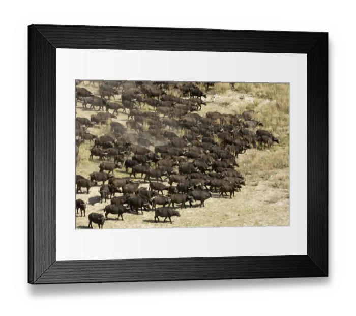 Framed Print : Adult Animal, African Animal, Animal Behavior, Animal Themes, Animal life, Animals In The Wild Framed Print : Adult Animal, African Animal, Animal Behavior, Animal Themes, Animal life, Animals In The Wild