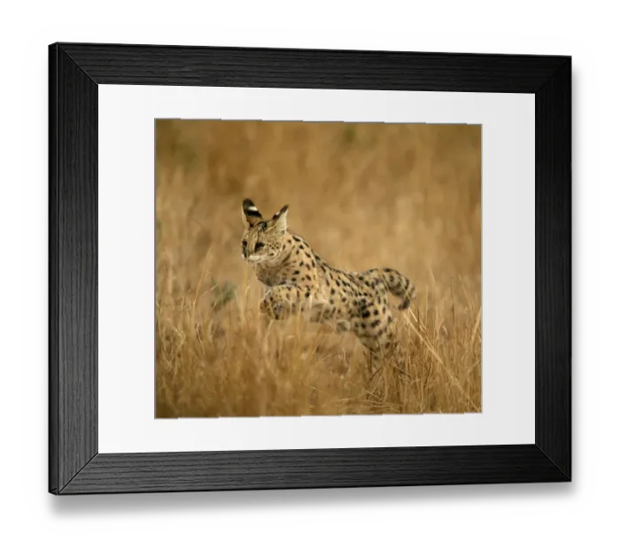 Framed Print : African Animal, Animal Themes, Animal life, Animals In The Wild, Fauna, Field, Grass