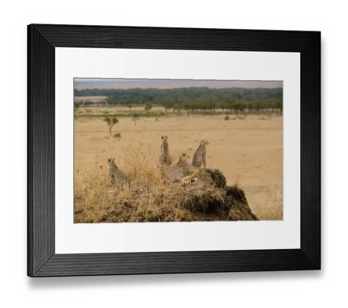Framed Print : Alertness, Animal Family, Animal Themes, Animal life, Animals In The Wild, Cheetah Framed Print : Alertness, Animal Family, Animal Themes, Animal life, Animals In The Wild, Cheetah
