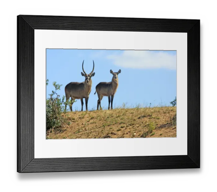Framed Print : Adult Animal, Animal Themes, Animal life, Animals In The Wild, Female Animal, Field Framed Print : Adult Animal, Animal Themes, Animal life, Animals In The Wild, Female Animal, Field