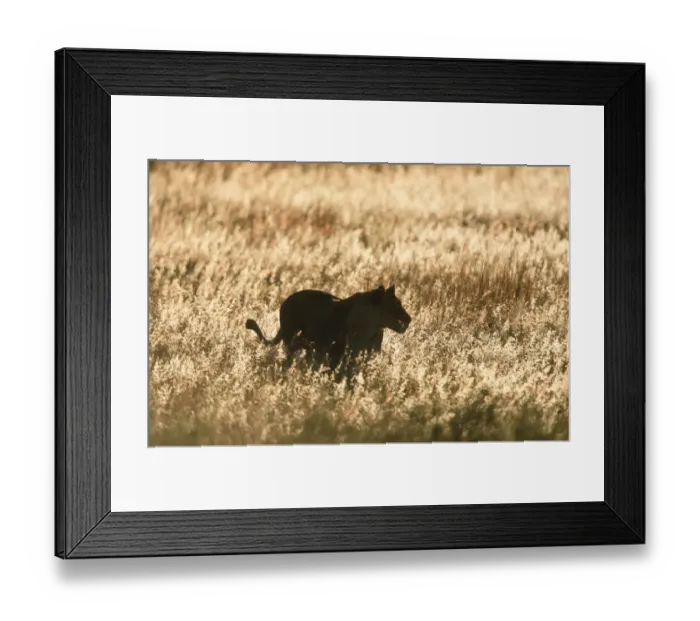 Framed Print : Adult Animal, Animal Themes, Animal life, Animals In The Wild, Carnivorous, Endangered Species Framed Print : Adult Animal, Animal Themes, Animal life, Animals In The Wild, Carnivorous, Endangered Species