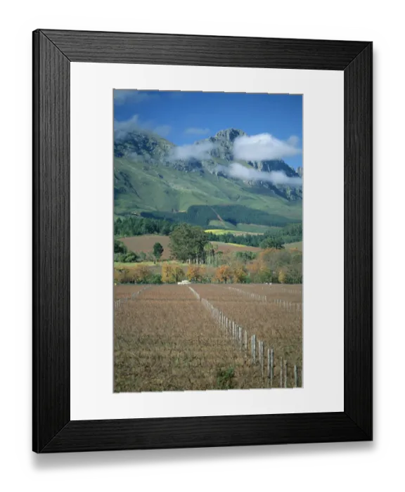 Framed Print : Africa, Autumn, Boland, Cape Winelands, Color Image, Day, District, Fence, Field Framed Print : Africa, Autumn, Boland, Cape Winelands, Color Image, Day, District, Fence, Field