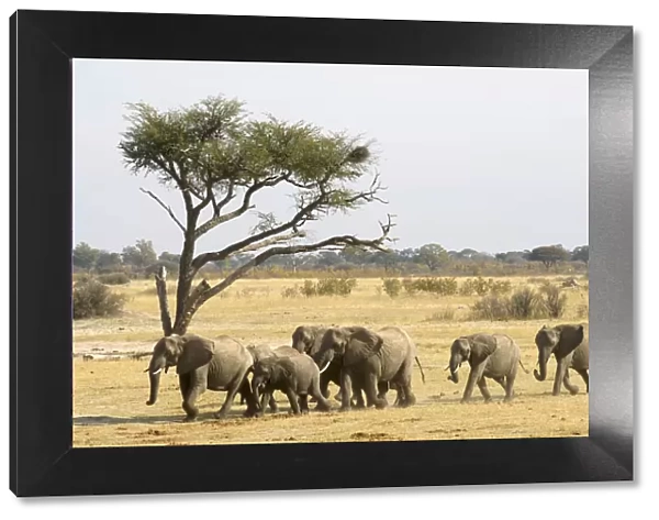 Adult Animal, African Elephant, Animal Themes, Animals In The Wild, Color Image, Day