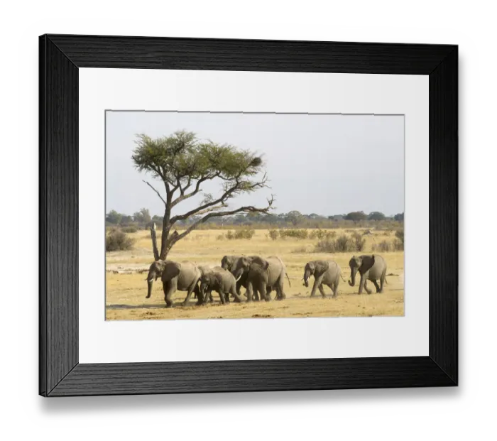 Framed Print : Adult Animal, African Elephant, Animal Themes, Animals In The Wild, Color Image, Day Framed Print : Adult Animal, African Elephant, Animal Themes, Animals In The Wild, Color Image, Day