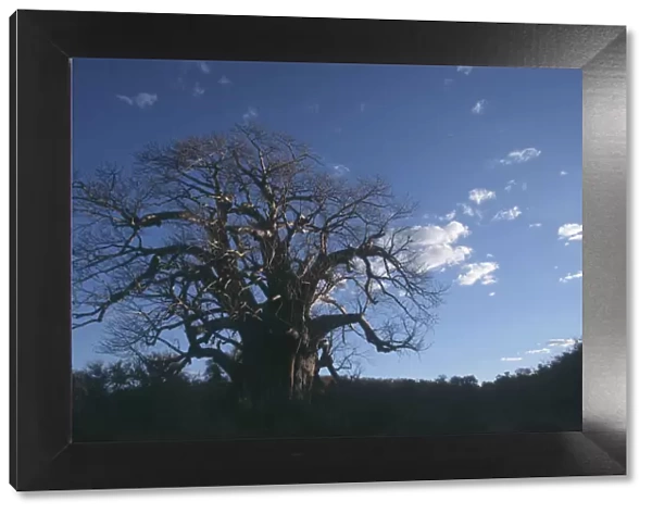 Africa, Baobab Tree, Cloud, Color Image, Day, Horizontal, Kruger National Park, Landscape