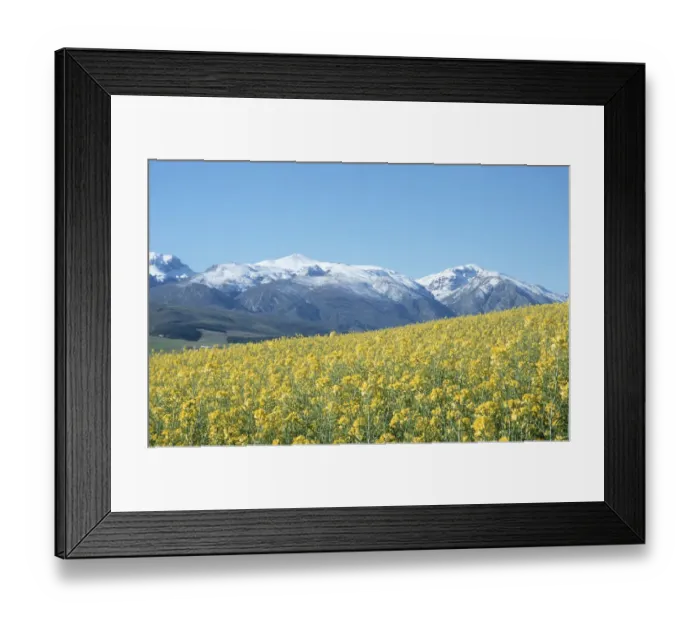 Framed Print : Africa, Agriculture, Beauty In Nature, Canola, Clear Sky, Color Image, Crop, Day Framed Print : Africa, Agriculture, Beauty In Nature, Canola, Clear Sky, Color Image, Crop, Day
