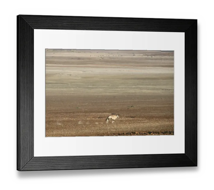 Framed Print : Adult Animal, Animal Themes, Animals In The Wild, Arid Climate, Brown, Color Image Framed Print : Adult Animal, Animal Themes, Animals In The Wild, Arid Climate, Brown, Color Image