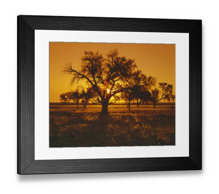 Framed Print : Africa, Clear Sky, Color Image, Dusk, Grass, Horizon, Horizontal, Knob Thorn, Landscape Framed Print : Africa, Clear Sky, Color Image, Dusk, Grass, Horizon, Horizontal, Knob Thorn, Landscape