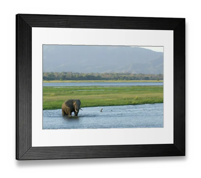 Framed Print : Adult Animal, African Elephant, Animal Themes, Animals In The Wild, Bull, Color Image Framed Print : Adult Animal, African Elephant, Animal Themes, Animals In The Wild, Bull, Color Image