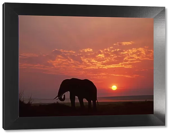 Africa, African Elephant, Animal Themes, Animals In The Wild, Beauty In Nature, Cloud