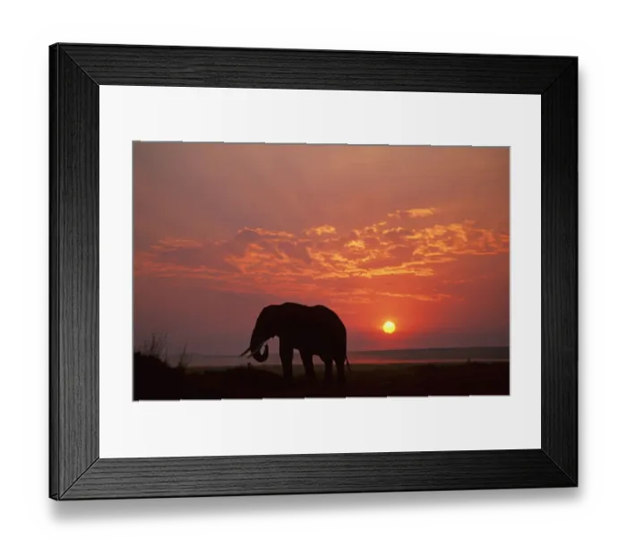 Framed Print : Africa, African Elephant, Animal Themes, Animals In The Wild, Beauty In Nature, Cloud Framed Print : Africa, African Elephant, Animal Themes, Animals In The Wild, Beauty In Nature, Cloud