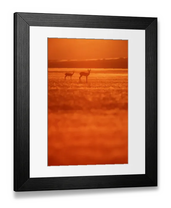 Framed Print : Adult Animal, Alertness, Animal Themes, Animals In The Wild, Color Image, Curiosity Framed Print : Adult Animal, Alertness, Animal Themes, Animals In The Wild, Color Image, Curiosity