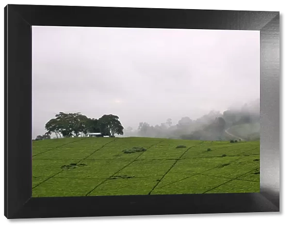 Africa, Cloud, Color Image, Cultivated, Day, Field, Fog, Horizontal, Landscape, No People