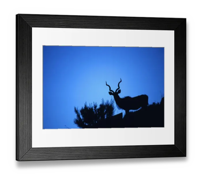 Framed Print : Dramatic Silhouette of a Greater Kudu (Tragelaphus strepsiceros) against a Blue Sky. Mountain Zebra National Park, Eastern Cape Province, South Africa Framed Print : Dramatic Silhouette of a Greater Kudu (Tragelaphus strepsiceros) against a Blue Sky. Mountain Zebra National Park, Eastern Cape Province, South Africa