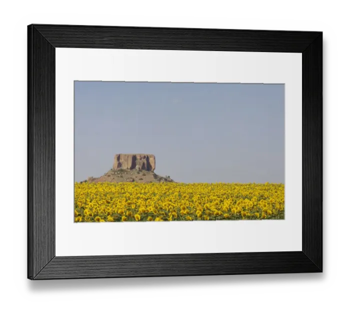 Framed Print : A Field of Sunflowers overlooked by a Koppie (a small hill rising up from the African veld). Free State Province, South Africa