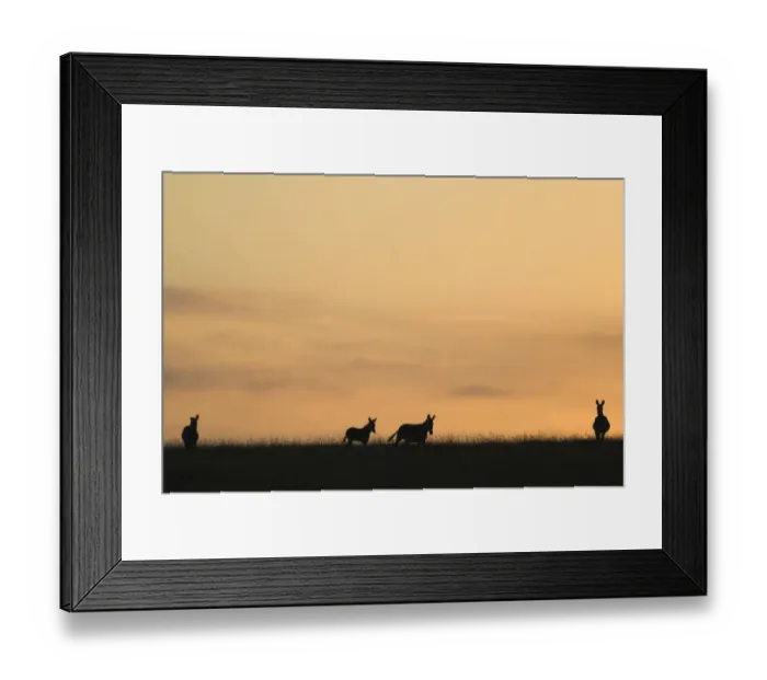 Framed Print : Silhouetted Cape Mountain Zebra (Equus zebra) at Dusk. Tsolwana Game Reserve, Eastern Cape Province, South Africa Framed Print : Silhouetted Cape Mountain Zebra (Equus zebra) at Dusk. Tsolwana Game Reserve, Eastern Cape Province, South Africa