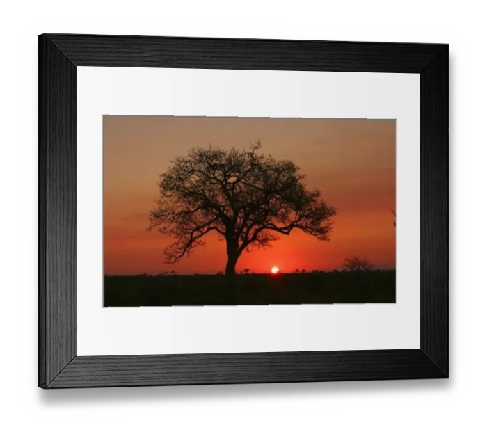 Framed Print : Silhouette of a Marula Tree at Sunset. Kruger National Park, Limpopo Province, South Africa Framed Print : Silhouette of a Marula Tree at Sunset. Kruger National Park, Limpopo Province, South Africa