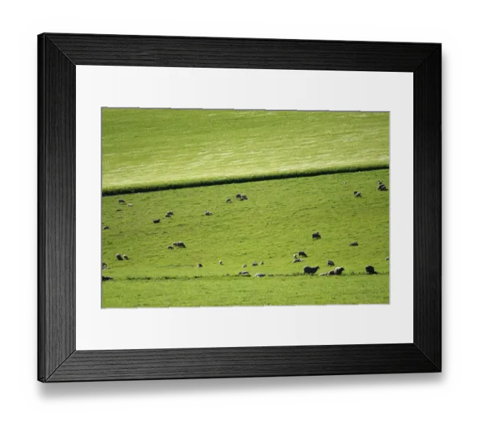 Framed Print : Distant View of Sheep Grazing in Lush Green Pasture Framed Print : Distant View of Sheep Grazing in Lush Green Pasture