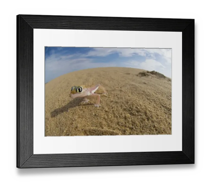 Framed Print : Palmetto web-footed Gecko (Palmatogecko rangei) in the Desert Framed Print : Palmetto web-footed Gecko (Palmatogecko rangei) in the Desert