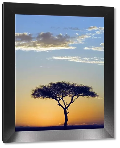 Silhouette of a Lone Tree at Sunrise- Flat-top or umbrella acacia (Acacia tortilis)
