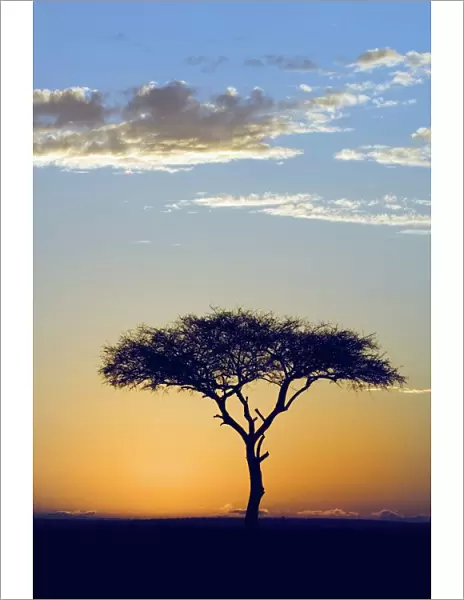 Silhouette of a Lone Tree at Sunrise- Flat-top or umbrella acacia (Acacia tortilis)